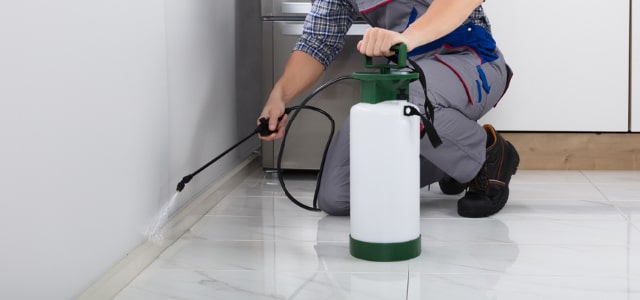 Exterminador de cinches en Massachusetts